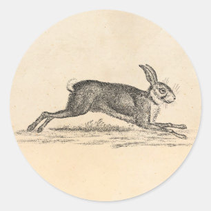 Vintage Hare Bunny Rabbit 1800s Illustration Classic Round Sticker