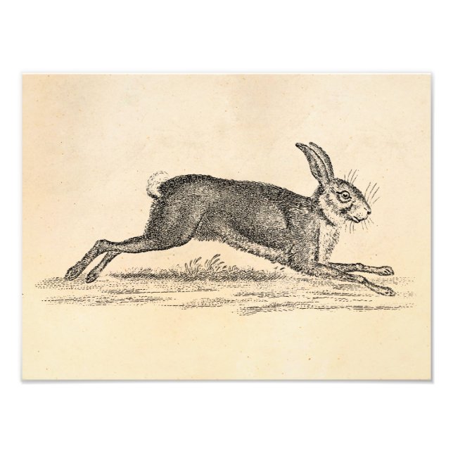 Vintage Hare Bunny Rabbit 1800s Illustration Photo Print (Front)