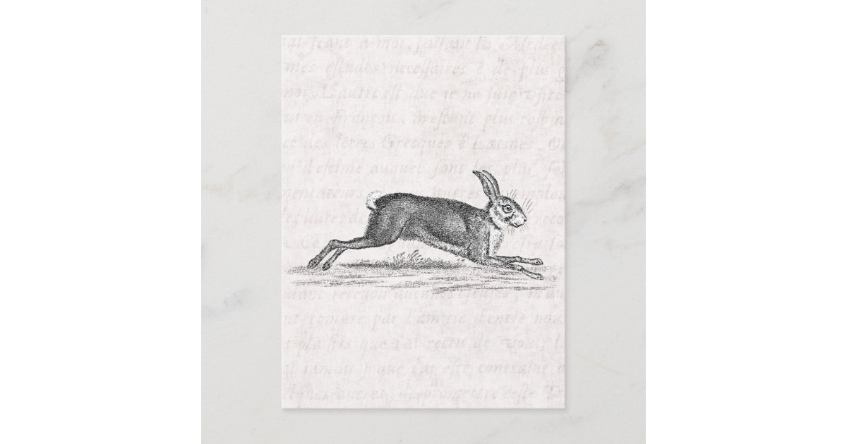 Vintage Hare Bunny Rabbit 1800s Illustration Postcard | Zazzle