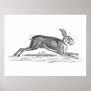 Vintage Hare Bunny Rabbit 1800s Illustration Poster