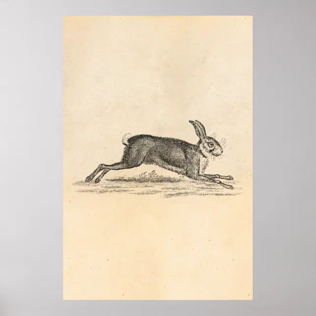 1800s Rabbit Vintage Hare Bunny Rabbit 1800s Illustration Poster | Zazzle