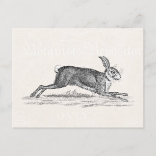 Vintage Hare Bunny Rabbit Illustration - Rabbits Postcard