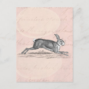 Vintage Hare Bunny Rabbit Illustration - Rabbits Postcard