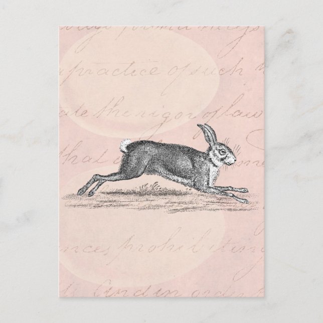 Vintage Hare Bunny Rabbit Illustration - Rabbits Postcard (Front)