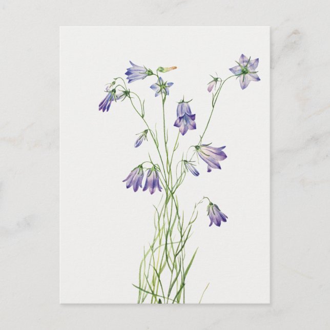 Vintage Harebell Flower Postcard (Front)
