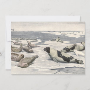 Vintage Harp Seals in Arctic Snow by Louis Fuertes