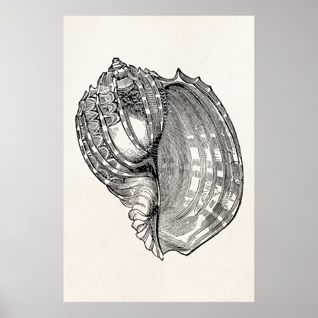 Vintage Harp Seashell Antique Shells Template Poster (Front)