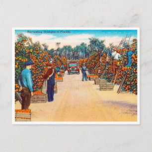 Vintage Harvesting Oranges in Florida Travel Postcard