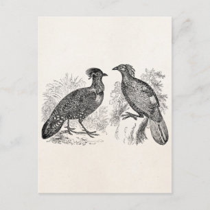 Vintage Hasting’s Tragopan Pheasant Impeyan Bird Postcard