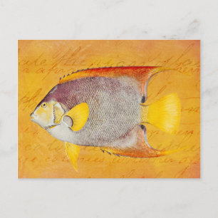 Vintage Hawaiian Angel Fish - Antique Hawaii Postcard