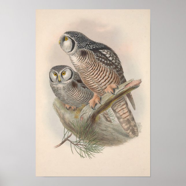 Vintage Hawk Owl Bird Poster (Front)