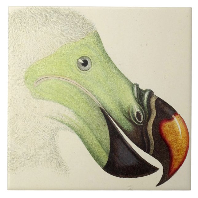 Vintage Head of a Dodo Tile (Front)