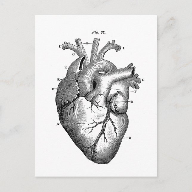 Vintage Heart Anatomy | Customizable Postcard (Front)