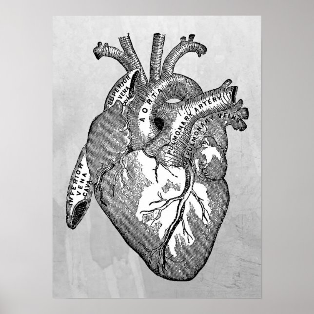vintage heart anatomy poster (Front)