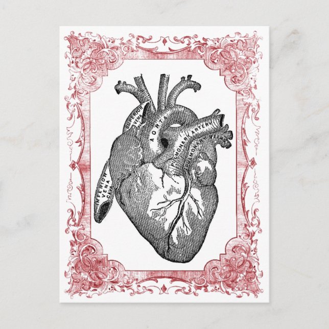 Vintage Heart Anatomy Valentine Postcard (Front)