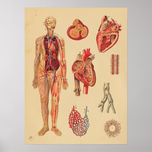 Vintage Heart Arteries Human Anatomy Medical Chart (Front)