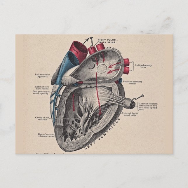Vintage Heart Cardiovascular system anatomy Postcard (Front)