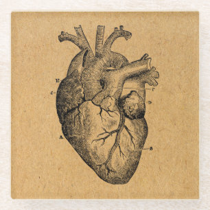 Vintage Heart Diagram Illustration Vintage Art Glass Coaster