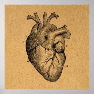 Vintage Heart Diagram Illustration Vintage Art Poster