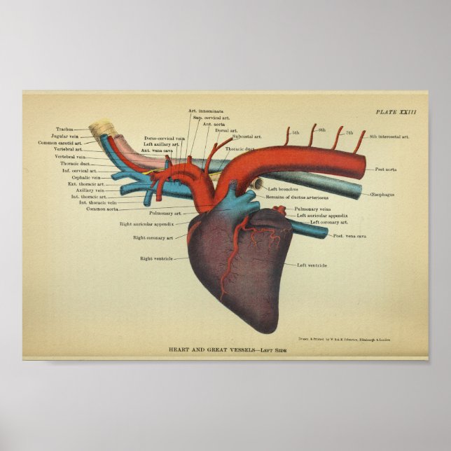 Vintage Heart of the Horse Anatomy Print (Front)