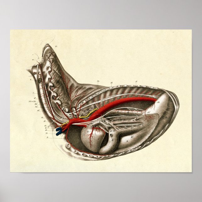 Vintage Heart of the Horse Anatomy Print (Front)
