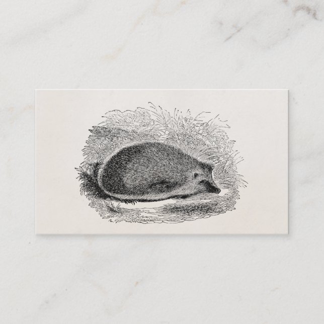 Vintage Hedgehog 1800s Hedgehogs Illustration Business Card (Front)
