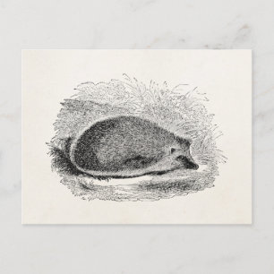 Vintage Hedgehog 1800s Hedgehogs Illustration Postcard