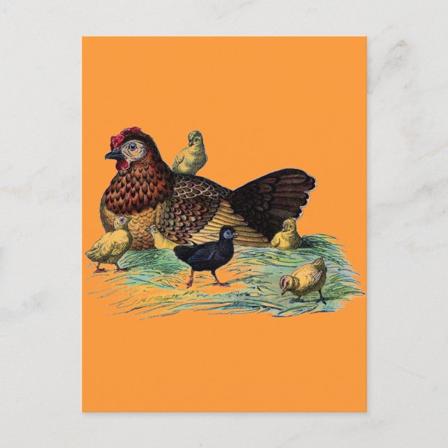 Vintage Hen and Chicks Farming Scene Postcard (Front)