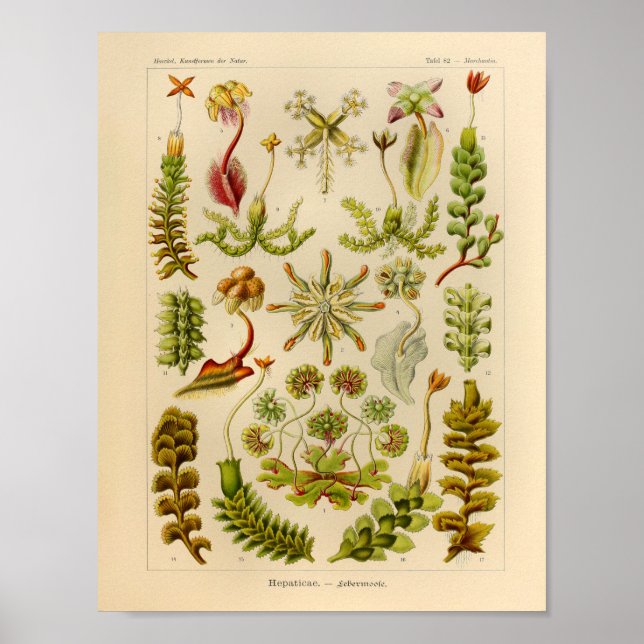 Vintage Hepaticae Colour Ernst Haeckel Art Print (Front)