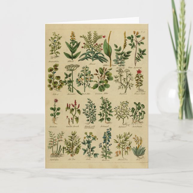 Vintage Herbal Greeting Card Series - 1 (Front)