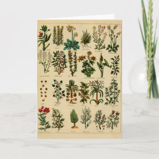 Vintage Herbal Greeting Card Series - 5
