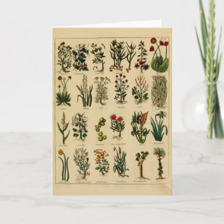 Vintage Herbal Greeting Card Series - 6