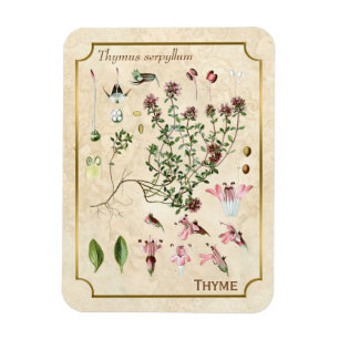 Vintage Herbal Illustrations Wild Thyme Botanical Magnet