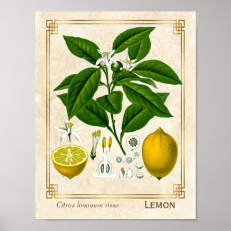 Vintage Herbal Plant Lemon Fruit Botanical Art Poster