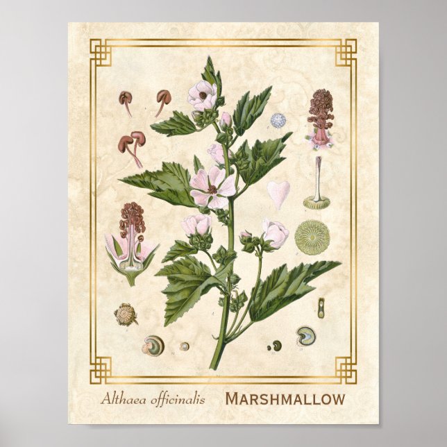 Vintage Herbal Plant Marshmallow Botanical Art Poster (Front)