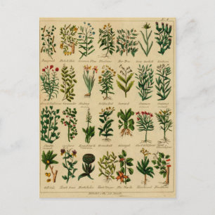 Vintage Herbal Postcard Series - 3