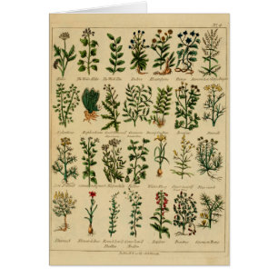 Vintage Herbal Postcard Series - 4