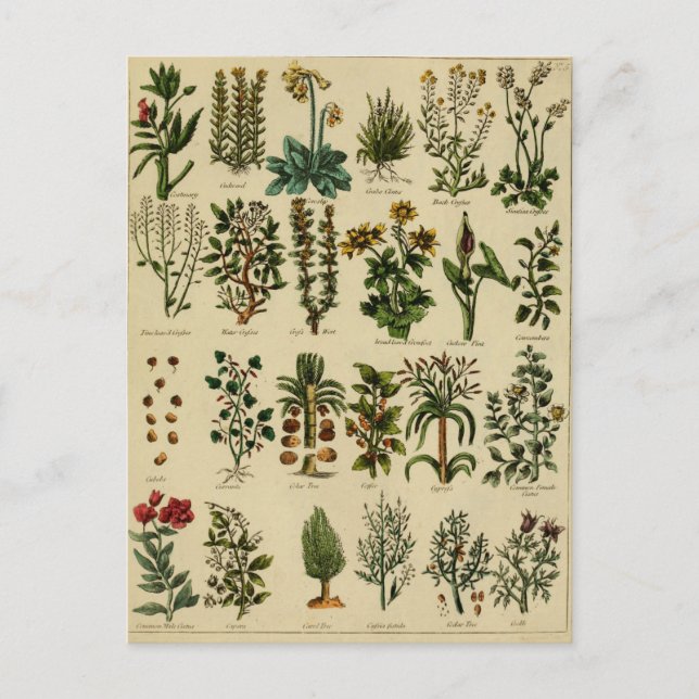 Vintage Herbal Postcard Series - 5 (Front)