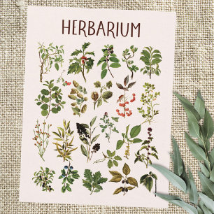 Vintage Herbarium Green Plant Chart Postcard