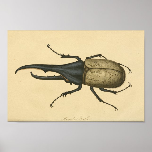 Vintage Hercules Beetle Natural History Print (Front)