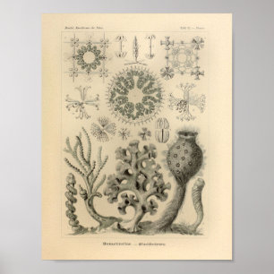 Vintage Hexactinellae Colour Ernst Haeckel Print