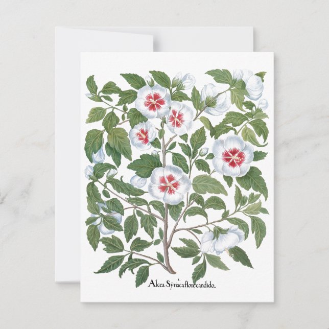 Vintage Hibiscus Flowers by Basilius Besler (Front)