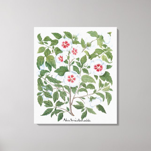 Vintage Hibiscus Flowers by Basilius Besler Canvas Print (Front)