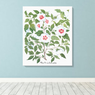 Vintage Hibiscus Flowers by Basilius Besler Canvas Print