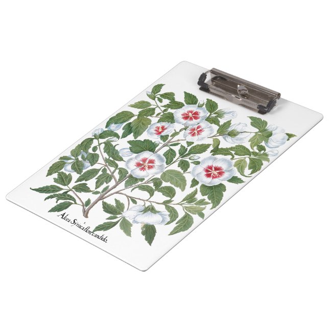 Vintage Hibiscus Flowers by Basilius Besler Clipboard (Angled)