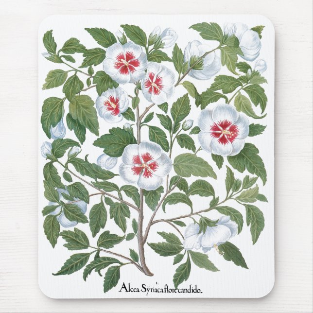 Vintage Hibiscus Flowers by Basilius Besler Mouse Mat (Front)