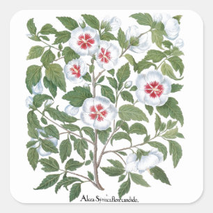 Vintage Hibiscus Flowers by Basilius Besler Square Sticker
