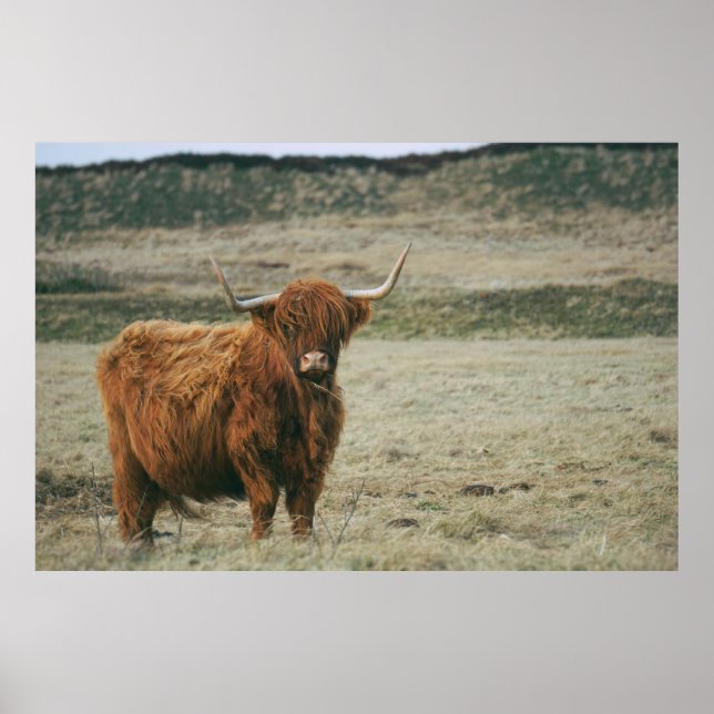 VINTAGE HIGHLAND CATTLE COW PHOTO POSTER (Front)