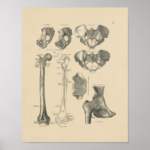 Vintage Hip Bones Anatomy 1880 Print