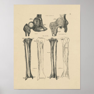 Vintage Hip Joint Anatomy 1880 Print